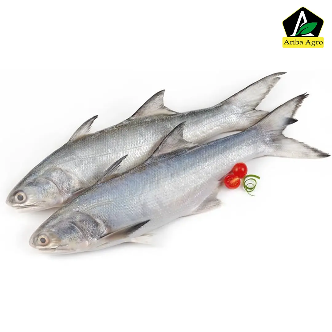 Indian Salmon Whole