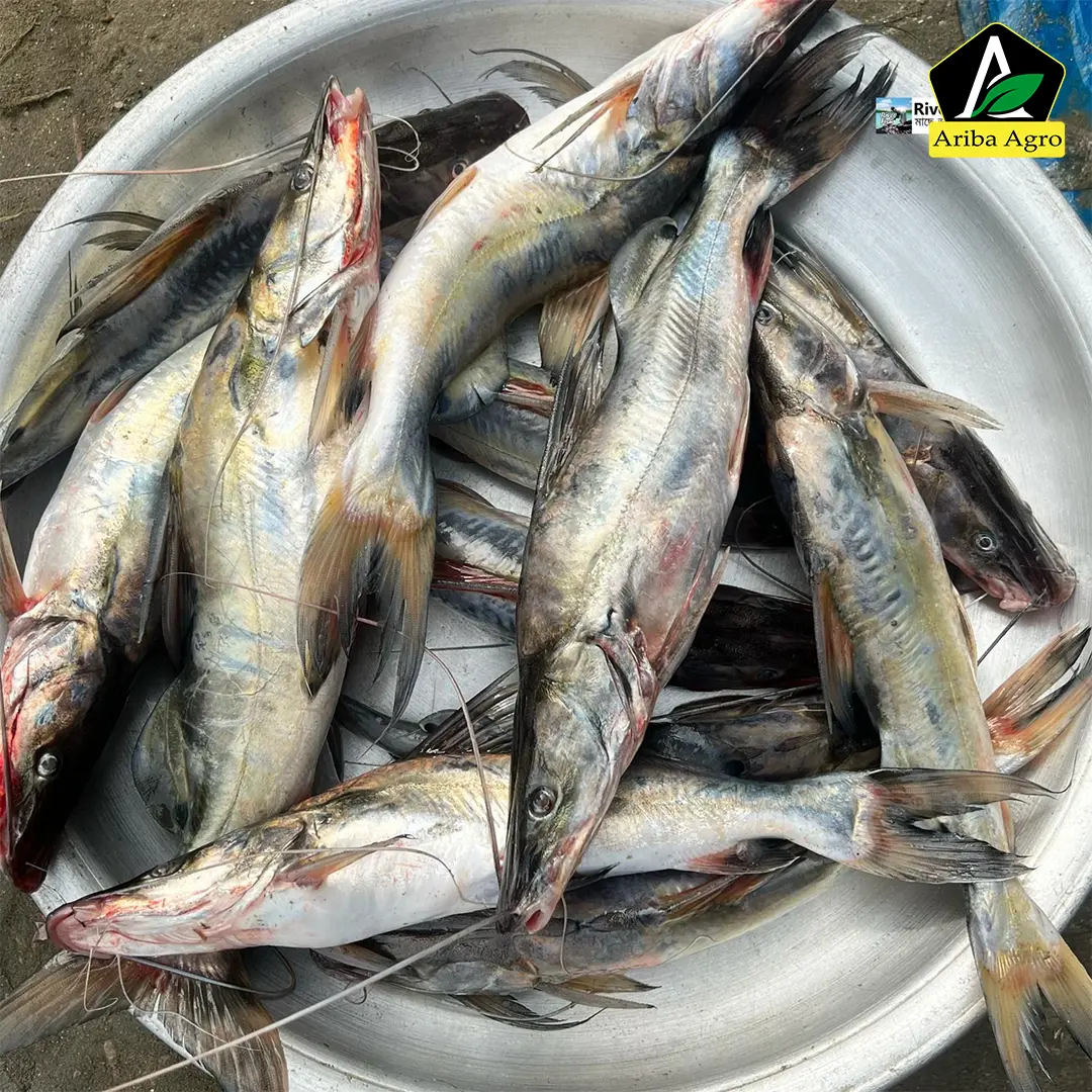River Ayer Fish whole (নদীর আইড় মাছ আস্ত)