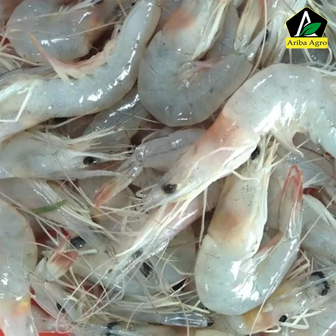 River White Shrimp