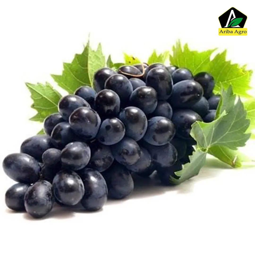 Fresh Grapes Black