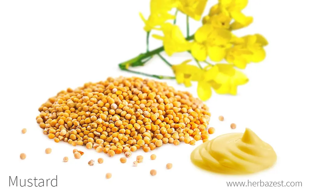 Mustard  (Sorisa)  